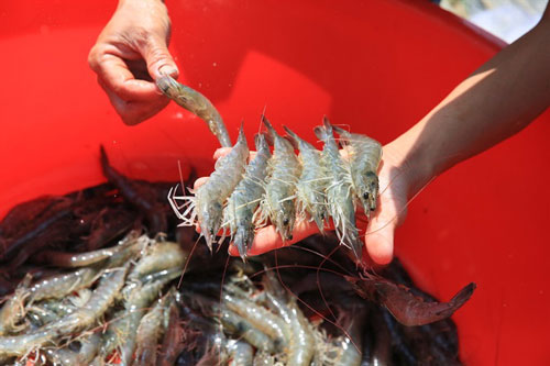 Người nuôi thủy sản giỏi nhất Bà Rịa - Vũng Tàu