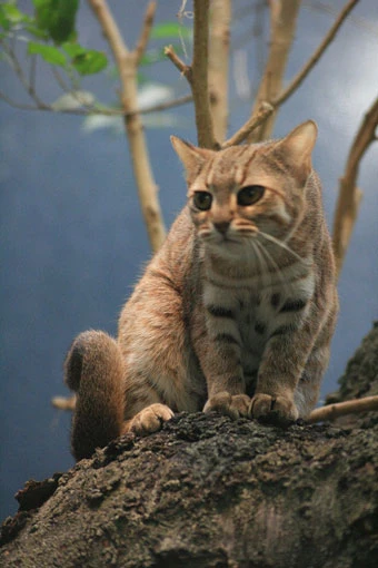 Mèo đốm gỉ có tên khoa học là Prionailurus rubiginosus. Loài mèo này có hình dáng khá giống những giống mèo rừng thông thường, nhưng kích thước nhỏ hơn nhiều. Ảnh: wikimedia.