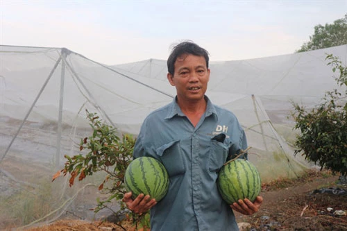 Ông Nguyễn Văn Sáu giới thiệu những trái dưa hấu trồng trong nhà lưới.