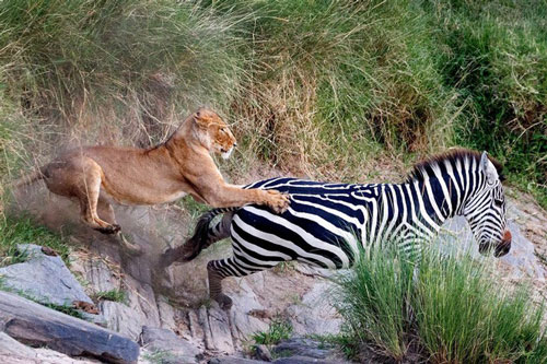 Ảnh động vật: Trăn khổng lồ cuộn tròn, sư tử phi thân vồ ngựa vằn...