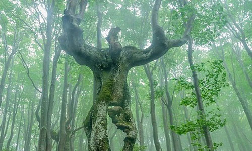 Kỳ lạ cây sồi có hình dáng như người ở Bulgaria