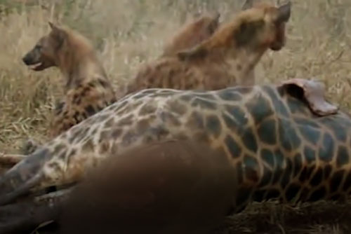 CLIP: Hươu cao cổ chạm mặt đàn linh cẩu và cái kết bất ngờ