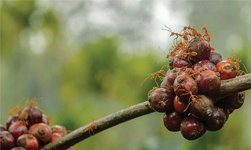 Đặc sản cà phê kiến: Cầm cốc uống mà tưởng cầm đá quý hiếm trên tay