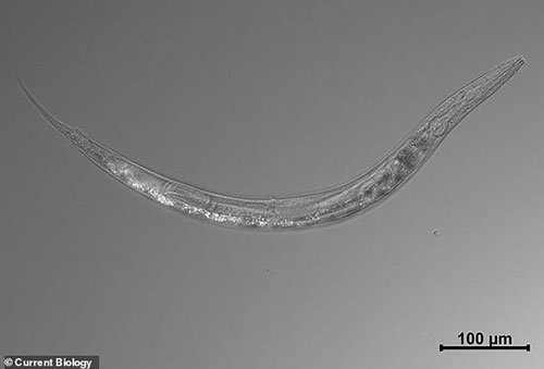 Loài giun kỳ quái có thể sống sót trong môi trường có nồng độ thạch tín cao gấp 500 lần