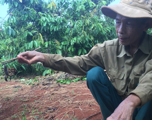 'Thợ săn' vào rẫy cà phê lùng loài vật nhỏ xíu, đen sì nhưng cực độc