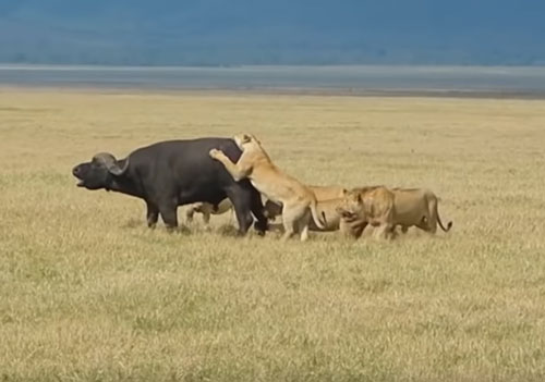 CLIP: Trâu rừng bỏ mạng dưới móng vuốt của đàn sư tử