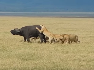 CLIP: Trâu rừng bỏ mạng dưới móng vuốt của đàn sư tử