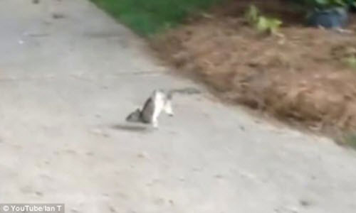 CLIP: Ngộ nghĩnh cảnh sóc đi bằng tư thế “trồng cây chuối”