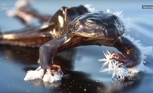 Chuyện lạ: Loài ếch có khả năng đóng băng và rã đông cơ thể để sinh tồn