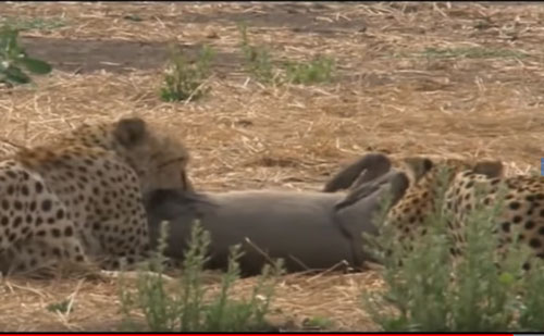 CLIP: Màn rượt đuổi "nghẹt thở" giữa báo đốm và lợn bướu