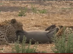 CLIP: Màn rượt đuổi "nghẹt thở" giữa báo đốm và lợn bướu