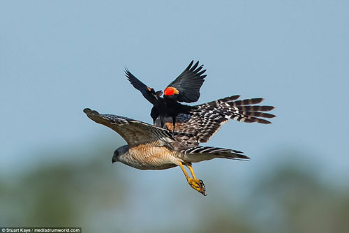 Độc lạ chim két cánh đỏ cưỡi diều hâu bay liệng