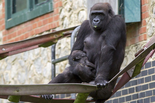 Lần đầu làm mẹ, khỉ đột hạnh phúc ôm cứng con không rời
