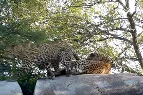 Báo đốm cái cố tán tỉnh báo đực "lười yêu" để giao phối