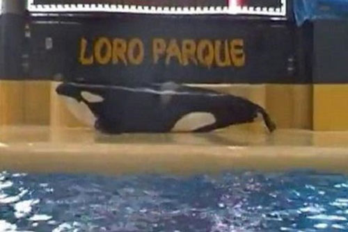 Cá voi sát thủ đập đầu tự tử sau biểu diễn