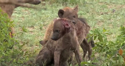 Xót xa linh cẩu bị chính đồng loại quây giết