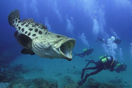 Rợn người thợ lặn chạm trán loài cá ăn thịt siêu lớn