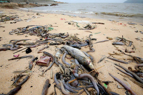 Xôn xao cá chết hàng loạt trên biển Trung Quốc