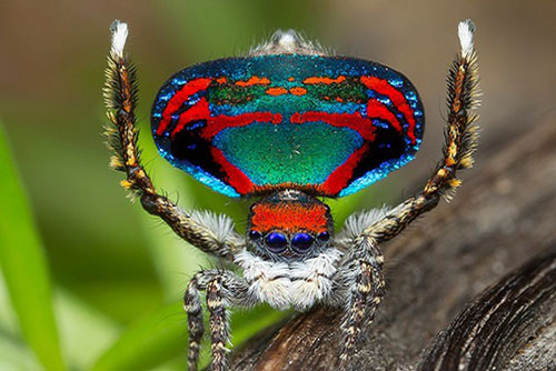 Những loài nhện đỏm dáng, thích mặc đẹp, khiêu vũ tán gái