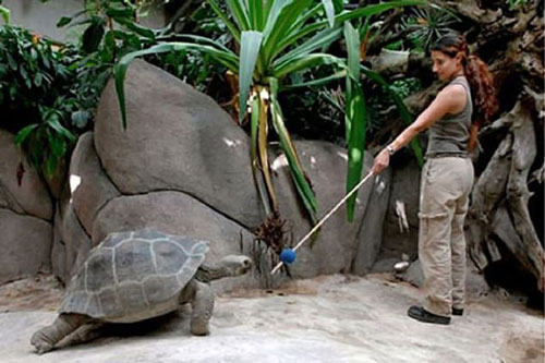 Rùa khổng lồ có thể được huấn luyện và ghi nhớ các kỹ năng trong nhiều năm