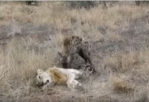 CLIP: Linh cẩu xé xác sư tử