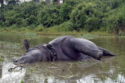 Tê giác Ấn Độ chết thảm vì dám từ chối giao phối