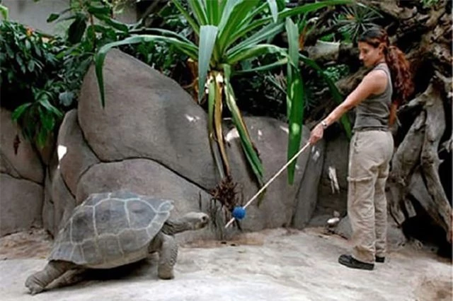 Rùa khổng lồ có thể được huấn luyện và ghi nhớ các kỹ năng trong nhiều năm - 1