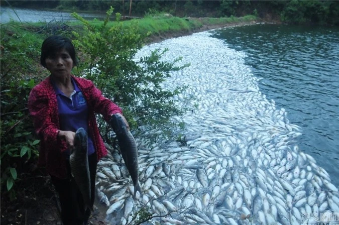 Xôn xao cá chết hàng loạt trên biển Trung Quốc - Hình 7 Xon xao ca chet hang loat tren bien Trung Quoc-Hinh-7