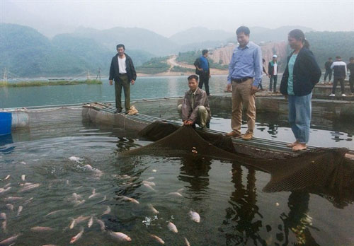 Hòa Bình: Nuôi cá diêu hồng đảm bảo an toàn thực phẩm