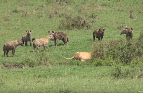 CLIP: Linh cẩu cướp mồi của sư tử và cái kết