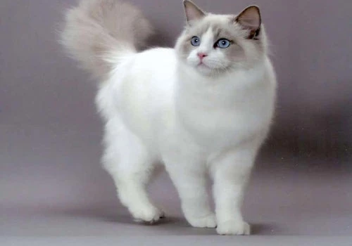 Loài mèo Ragdolls là một giống mèo hoàn toàn mới, được cho là được lai tạo bởi một người lai tạo sống ở California trong những năm 1960 tên là Ann Baker. Ảnh: thegioidongvat.