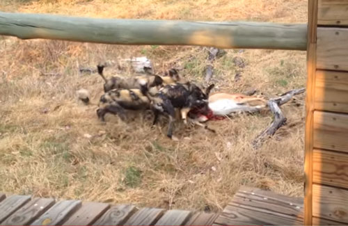 CLIP: Chó hoang đoạt mạng linh dương ngay sau nhà dân