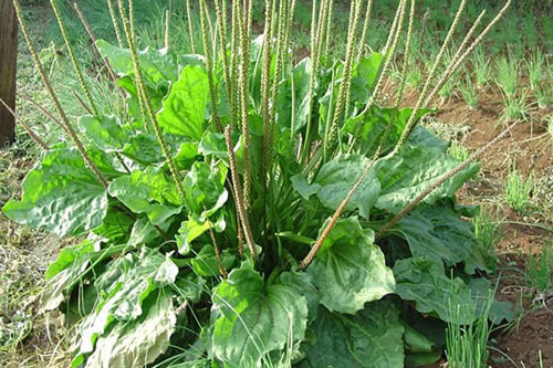 Loại cây mọc hoang người dân nhổ đi không hết lại là thuốc quý lọc sạch hai quả thận