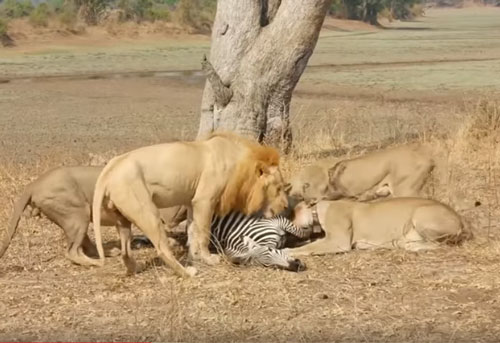 CLIP: Đàn sư tử đoạt mạng ngựa vằn trong chớp mắt