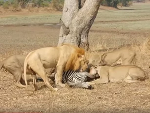 CLIP: Đàn sư tử đoạt mạng ngựa vằn trong chớp mắt