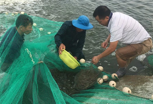 Đánh giá dự án nuôi tôm sú tại Quảng Ninh.