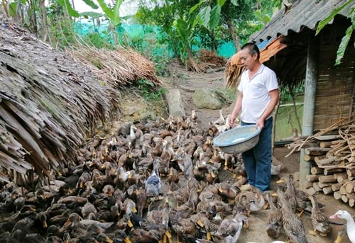 Vịt bầu Lâm Thượng ngon nổi tiếng bởi thịt chắc, dày thịt, ít mỡ, ngọt đậm.