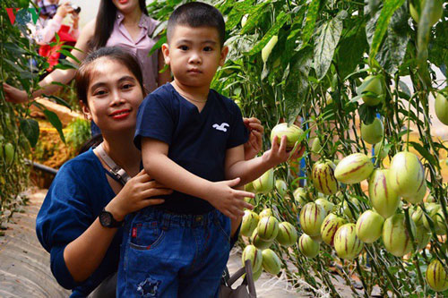 Nông nghiệp canh nông - mô hình thiết yếu của du lịch Đà Lạt
