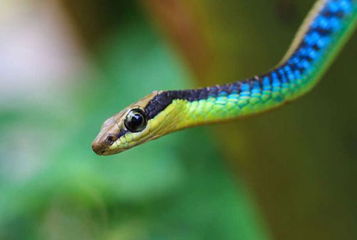 Loài rắn cây độc đáo ở Úc có thể… nhảy từ cây này sang cây khác