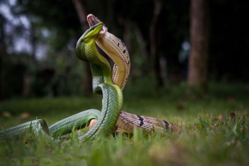 Rợn người cảnh rắn kịch chiến khốc liệt