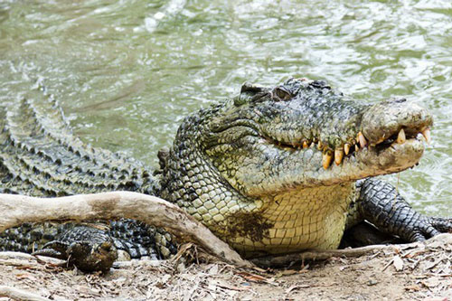 Rùng rợn đàn cá sấu chuyên săn giết người, mỗi tháng 1 mạng