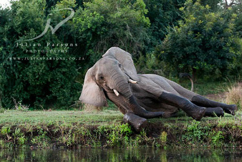 Voi thân thiện biểu diễn kỹ thuật phun nước
