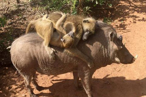 Tình bạn có một không hai của khỉ và lợn rừng