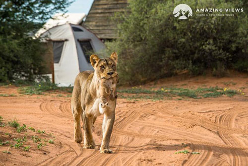 Sư tử con chết thảm vì cản trở chuyện "yêu" của mẹ