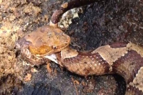 Chặt đứt đầu rắn và cái kết khiến nhiều người kinh hãi