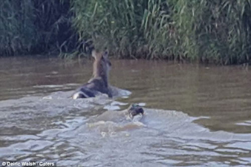 Linh dương thoát hàm răng sắc của cá sấu trong gang tấc