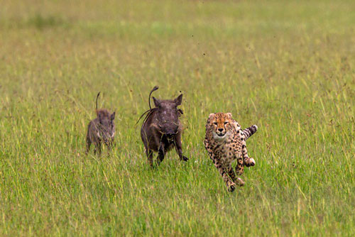 Bại trận, báo đốm bị con mồi đuổi chạy "té khói"