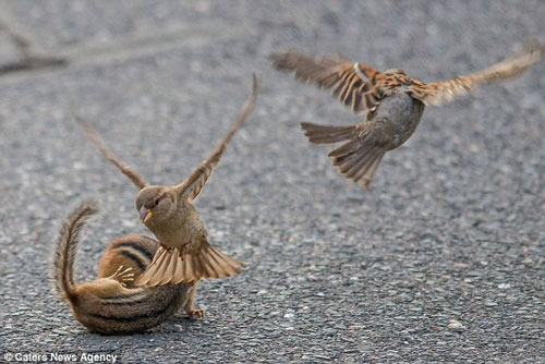 Kịch tính xem chim sẻ ngăn cản cặp sóc chuột hỗn chiến