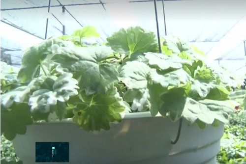 Độc đáo rau má có hương thơm bạc hà