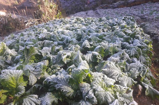 Băng giá xuất hiện, người dân địa phương khốn khổ vì mùa màng thiệt hại